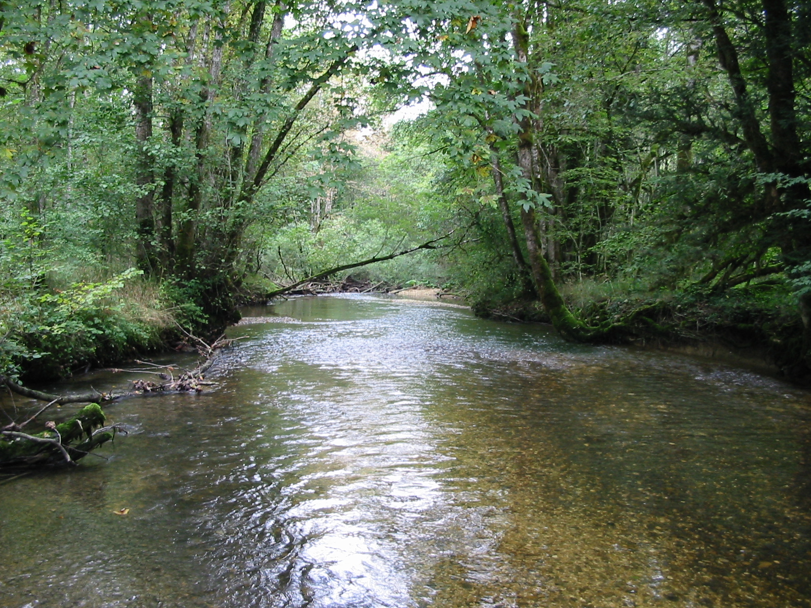 Forêt (droit image MSA Franche-Comté)